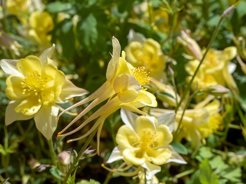 Swan Yellow Columbine (Aquilegia)